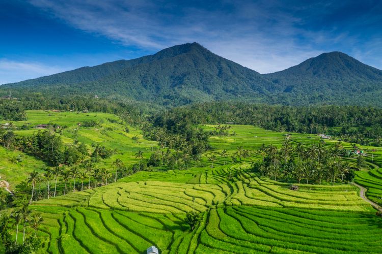 West of Bali : Jati luwih rice terraces,tanah lot temple 